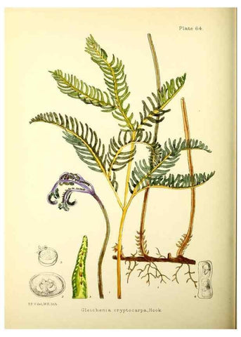 Reproducción/Reproduction 22226224129: Illustrations of the flowering plants and ferns of the Falkland Islands,. London,L. Reeve & Co.,1921.