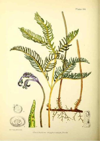 Reproducción/Reproduction 22226224129: Illustrations of the flowering plants and ferns of the Falkland Islands,. London,L. Reeve & Co.,1921.