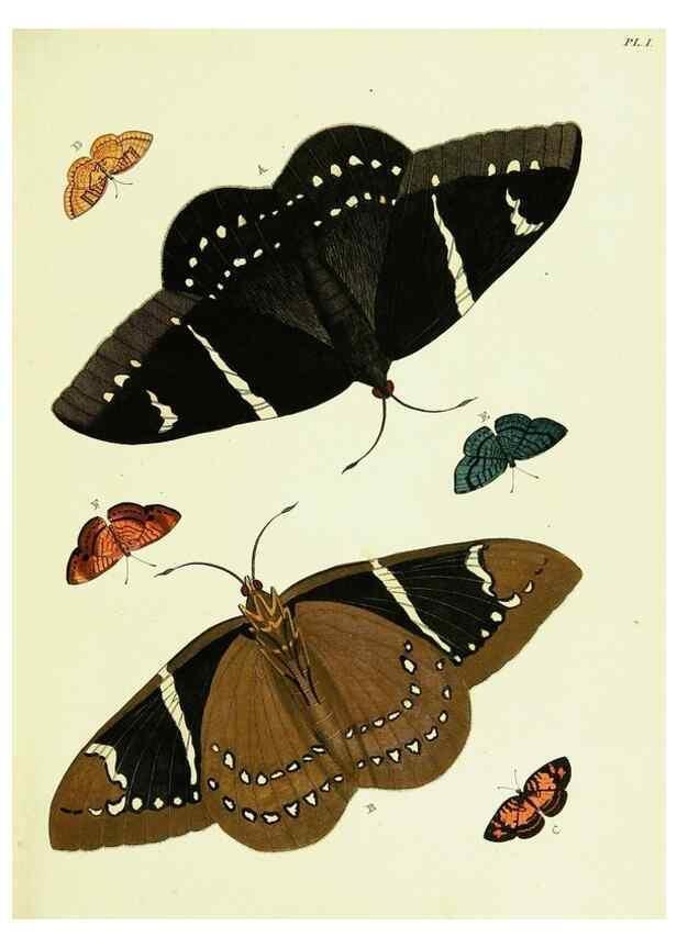 Reproducción/Reproduction 22582471766: De uitlandsche kapellen voorkomende in de drie waereld-deelen, Asia, Africa en America,. Amsteldam,Chez S. J. Baalde;1779-1782.