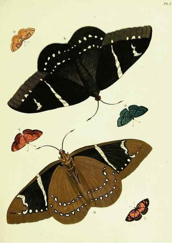 Reproducción/Reproduction 22582471766: De uitlandsche kapellen voorkomende in de drie waereld-deelen, Asia, Africa en America,. Amsteldam,Chez S. J. Baalde;1779-1782.