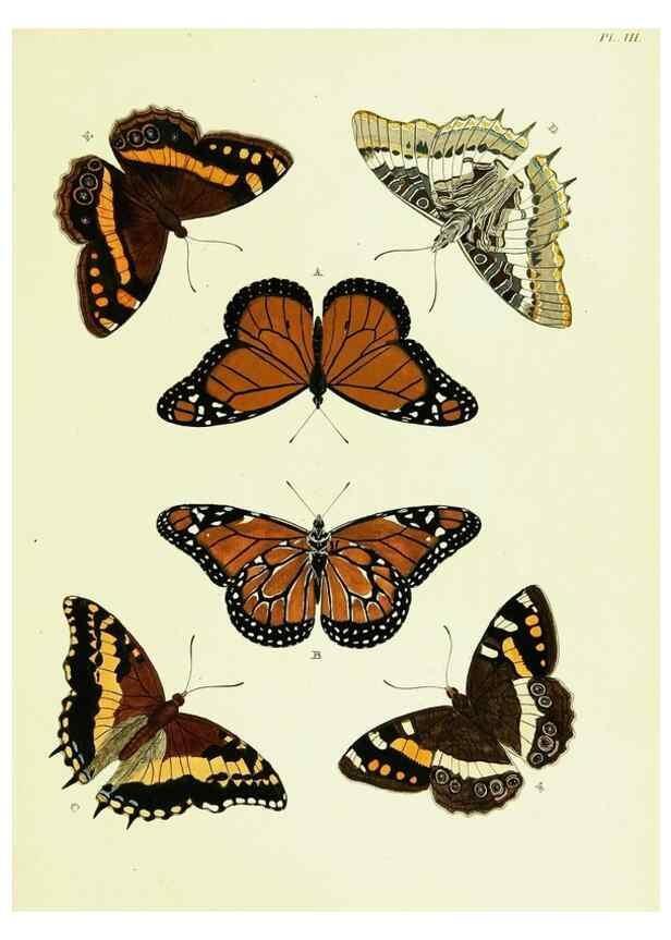 Reproducción/Reproduction 22594961242: De uitlandsche kapellen voorkomende in de drie waereld-deelen, Asia, Africa en America,. Amsteldam,Chez S. J. Baalde;1779-1782.
