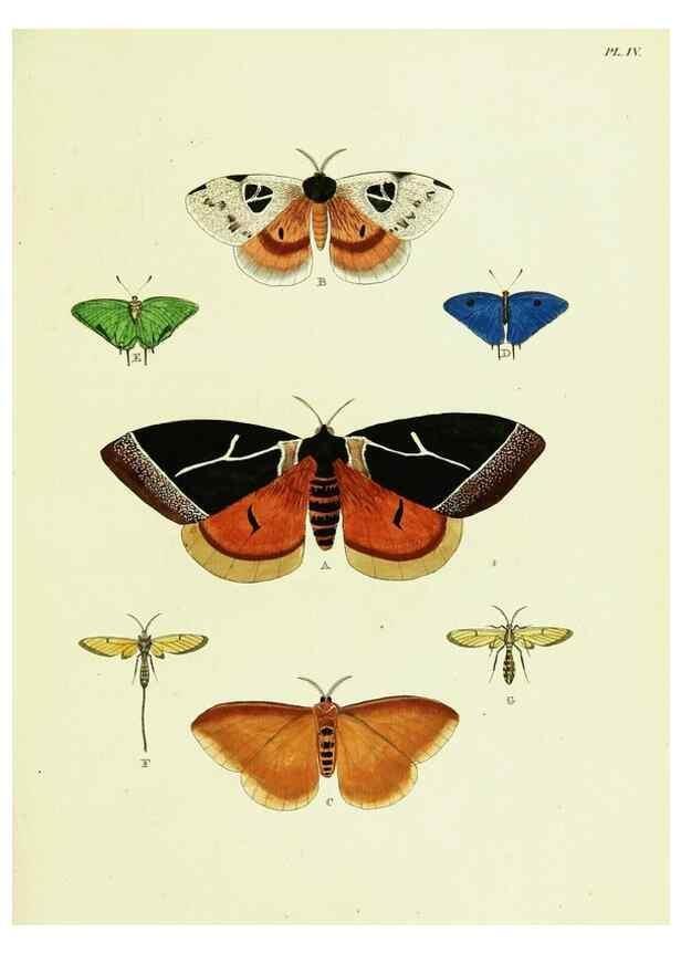 Reproducción/Reproduction 22594964262: De uitlandsche kapellen voorkomende in de drie waereld-deelen, Asia, Africa en America,. Amsteldam,Chez S. J. Baalde;1779-1782.