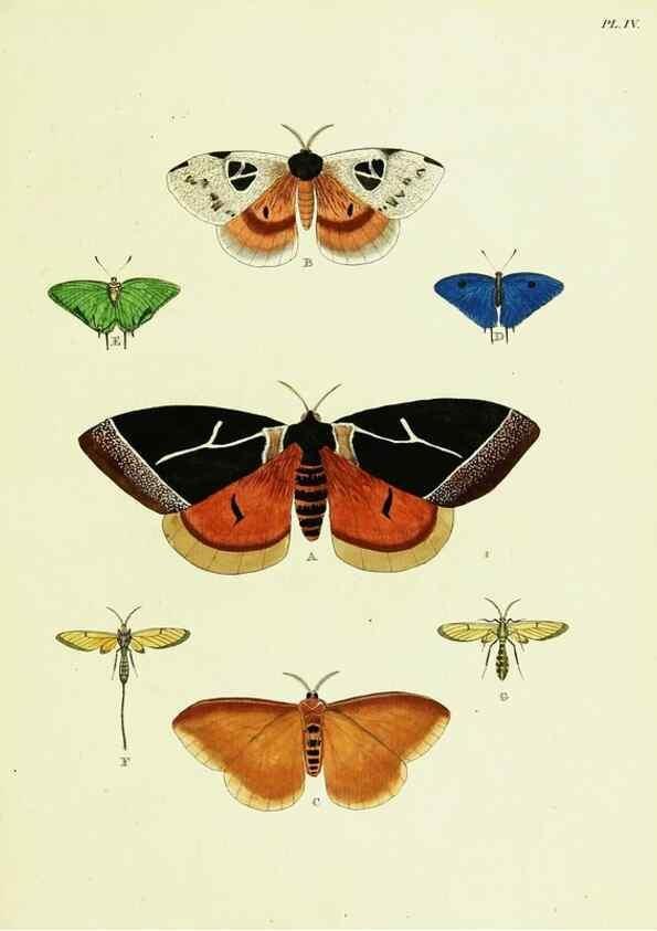 Reproducción/Reproduction 22594964262: De uitlandsche kapellen voorkomende in de drie waereld-deelen, Asia, Africa en America,. Amsteldam,Chez S. J. Baalde;1779-1782.