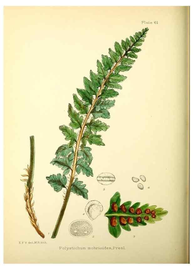 Reproducción/Reproduction 22226215319: Illustrations of the flowering plants and ferns of the Falkland Islands,. London,L. Reeve & Co.,1921.