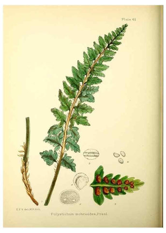 Reproducción/Reproduction 22226215319: Illustrations of the flowering plants and ferns of the Falkland Islands,. London,L. Reeve & Co.,1921.