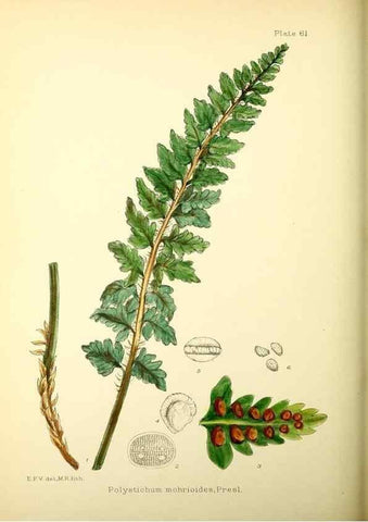 Reproducción/Reproduction 22226215319: Illustrations of the flowering plants and ferns of the Falkland Islands,. London,L. Reeve & Co.,1921.