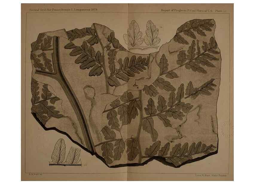 Reproducción/Reproduction 21487406034: Description of the coal flora of the Carboniferous formation in Pennsylvania and throughout the United States .... Harrisburg,Board of Commissioners for the Second Geological Survey,1879-84.