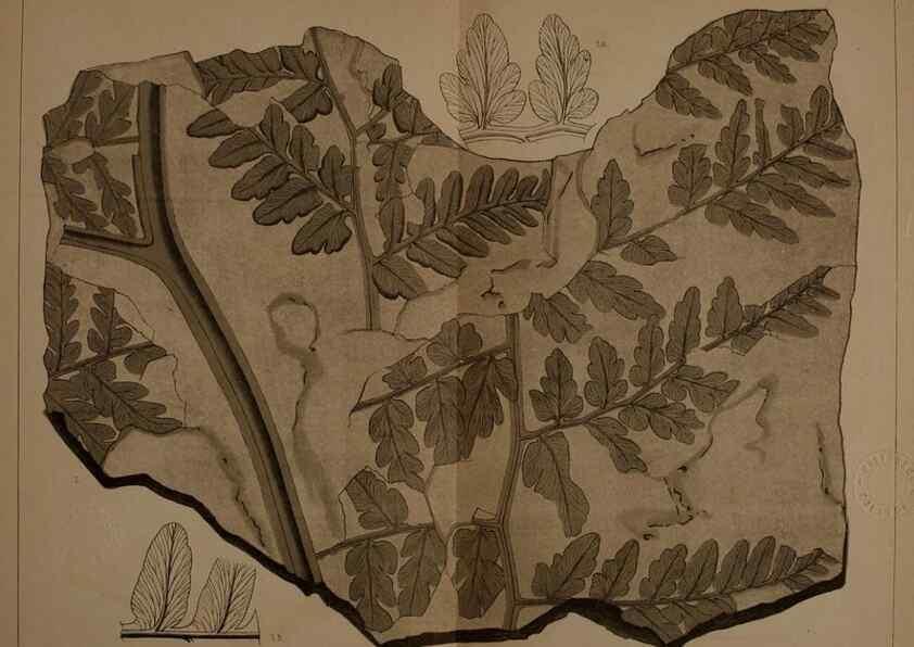 Reproducción/Reproduction 21487406034: Description of the coal flora of the Carboniferous formation in Pennsylvania and throughout the United States .... Harrisburg,Board of Commissioners for the Second Geological Survey,1879-84.
