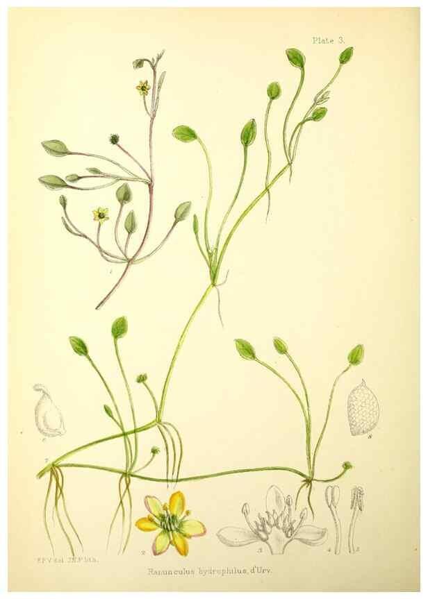 Reproducción/Reproduction 21791751493: Illustrations of the flowering plants and ferns of the Falkland Islands,. London,L. Reeve & Co.,1921.
