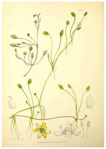 Reproducción/Reproduction 21791751493: Illustrations of the flowering plants and ferns of the Falkland Islands,. London,L. Reeve & Co.,1921.