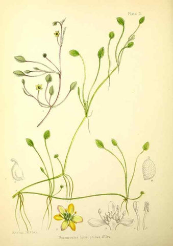 Reproducción/Reproduction 21791751493: Illustrations of the flowering plants and ferns of the Falkland Islands,. London,L. Reeve & Co.,1921.