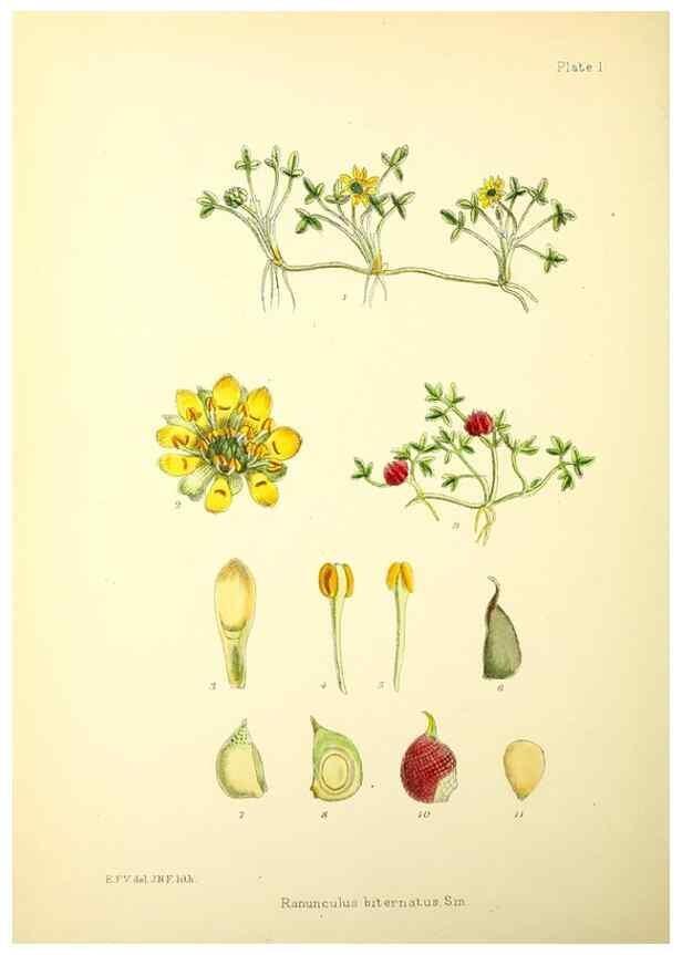 Reproducción/Reproduction 22225133368: Illustrations of the flowering plants and ferns of the Falkland Islands,. London,L. Reeve & Co.,1921.