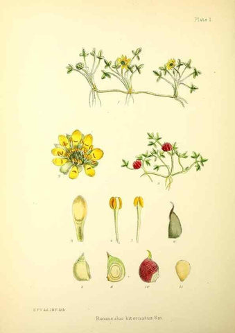 Reproducción/Reproduction 22225133368: Illustrations of the flowering plants and ferns of the Falkland Islands,. London,L. Reeve & Co.,1921.