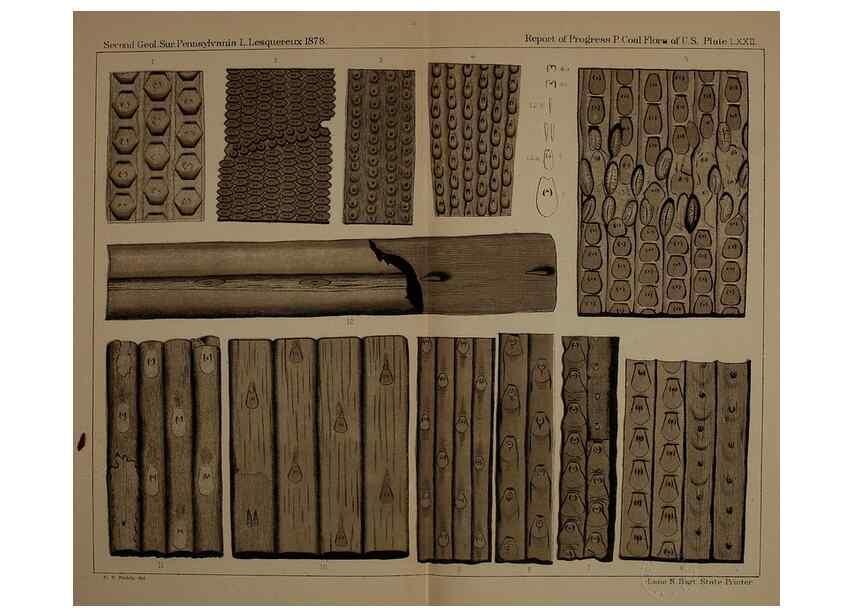 Reproducción/Reproduction 22110326685: Description of the coal flora of the Carboniferous formation in Pennsylvania and throughout the United States .... Harrisburg,Board of Commissioners for the Second Geological Survey,1879-84.