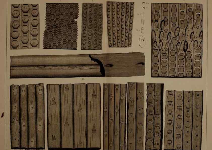 Reproducción/Reproduction 22110326685: Description of the coal flora of the Carboniferous formation in Pennsylvania and throughout the United States .... Harrisburg,Board of Commissioners for the Second Geological Survey,1879-84.