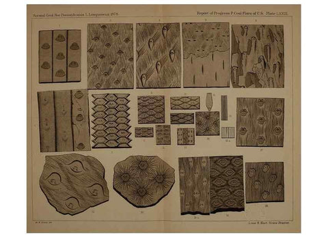 Reproducción/Reproduction 21922432948: Description of the coal flora of the Carboniferous formation in Pennsylvania and throughout the United States .... Harrisburg,Board of Commissioners for the Second Geological Survey,1879-84.