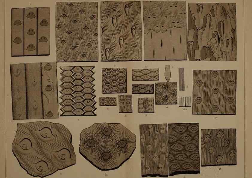 Reproducción/Reproduction 21922432948: Description of the coal flora of the Carboniferous formation in Pennsylvania and throughout the United States .... Harrisburg,Board of Commissioners for the Second Geological Survey,1879-84.