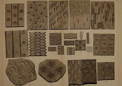 Reproducción/Reproduction 21922432948: Description of the coal flora of the Carboniferous formation in Pennsylvania and throughout the United States .... Harrisburg,Board of Commissioners for the Second Geological Survey,1879-84.