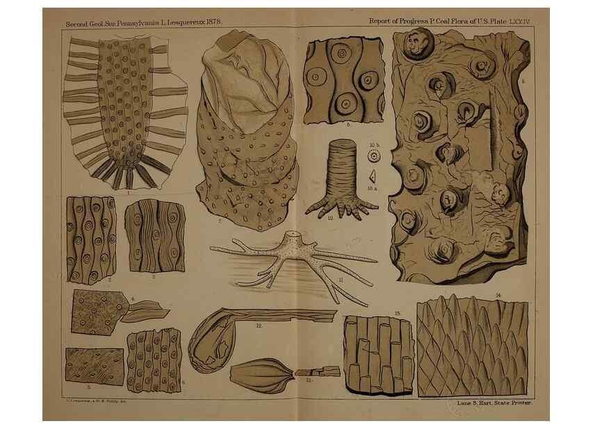 Reproducción/Reproduction 21923411859: Description of the coal flora of the Carboniferous formation in Pennsylvania and throughout the United States .... Harrisburg,Board of Commissioners for the Second Geological Survey,1879-84.