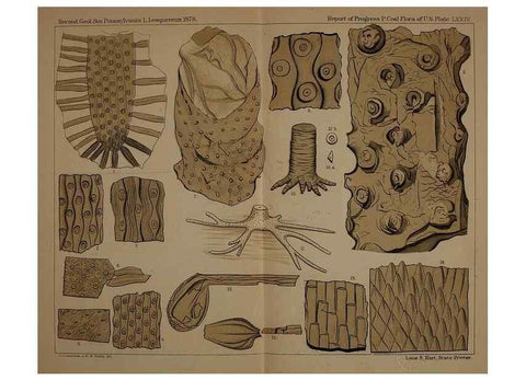 Reproducción/Reproduction 21923411859: Description of the coal flora of the Carboniferous formation in Pennsylvania and throughout the United States .... Harrisburg,Board of Commissioners for the Second Geological Survey,1879-84.