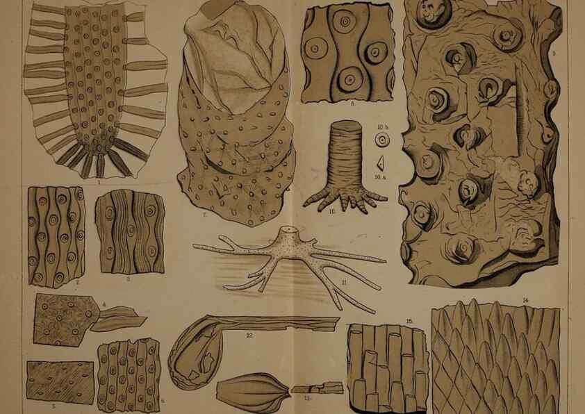 Reproducción/Reproduction 21923411859: Description of the coal flora of the Carboniferous formation in Pennsylvania and throughout the United States .... Harrisburg,Board of Commissioners for the Second Geological Survey,1879-84.