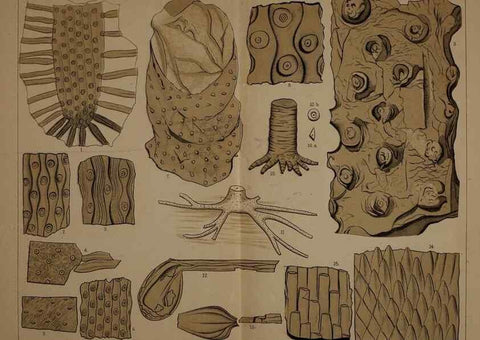 Reproducción/Reproduction 21923411859: Description of the coal flora of the Carboniferous formation in Pennsylvania and throughout the United States .... Harrisburg,Board of Commissioners for the Second Geological Survey,1879-84.