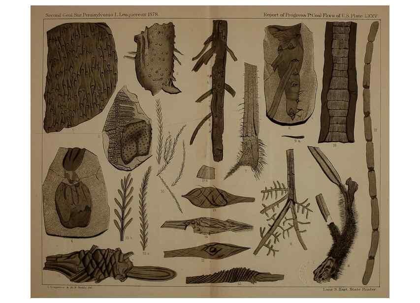 Reproducción/Reproduction 22097795882: Description of the coal flora of the Carboniferous formation in Pennsylvania and throughout the United States .... Harrisburg,Board of Commissioners for the Second Geological Survey,1879-84.