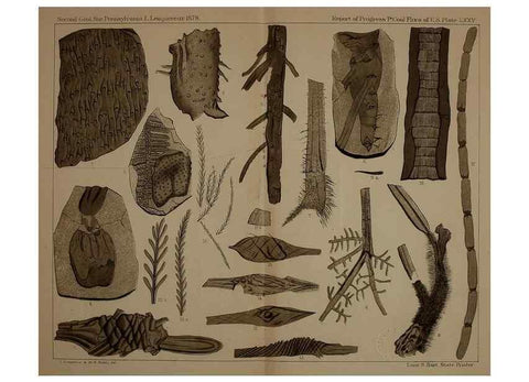 Reproducción/Reproduction 22097795882: Description of the coal flora of the Carboniferous formation in Pennsylvania and throughout the United States .... Harrisburg,Board of Commissioners for the Second Geological Survey,1879-84.
