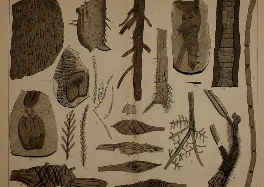 Reproducción/Reproduction 22097795882: Description of the coal flora of the Carboniferous formation in Pennsylvania and throughout the United States .... Harrisburg,Board of Commissioners for the Second Geological Survey,1879-84.