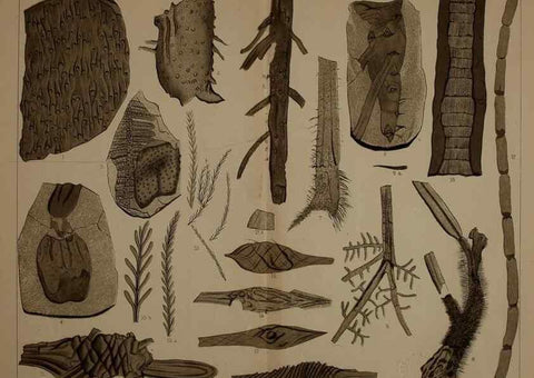Reproducción/Reproduction 22097795882: Description of the coal flora of the Carboniferous formation in Pennsylvania and throughout the United States .... Harrisburg,Board of Commissioners for the Second Geological Survey,1879-84.