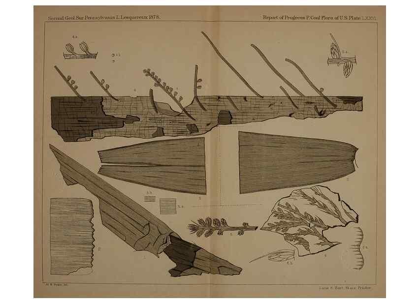 Reproducción/Reproduction 22097798252: Description of the coal flora of the Carboniferous formation in Pennsylvania and throughout the United States .... Harrisburg,Board of Commissioners for the Second Geological Survey,1879-84.