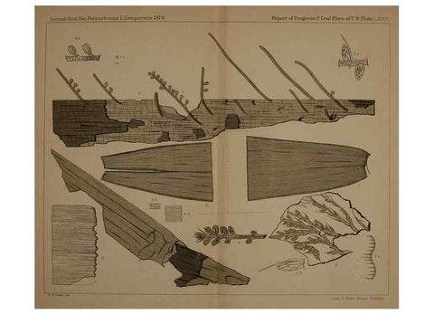 Reproducción/Reproduction 22097798252: Description of the coal flora of the Carboniferous formation in Pennsylvania and throughout the United States .... Harrisburg,Board of Commissioners for the Second Geological Survey,1879-84.