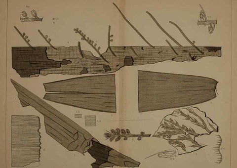 Reproducción/Reproduction 22097798252: Description of the coal flora of the Carboniferous formation in Pennsylvania and throughout the United States .... Harrisburg,Board of Commissioners for the Second Geological Survey,1879-84.