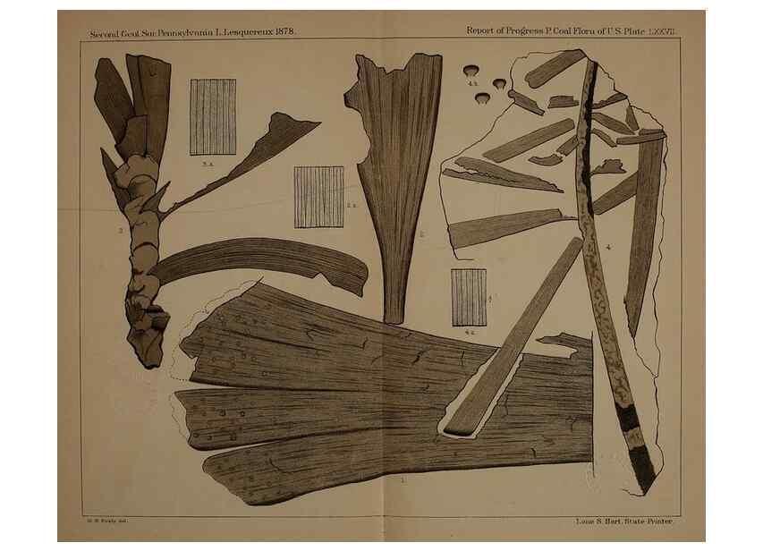Reproducción/Reproduction 21487509894: Description of the coal flora of the Carboniferous formation in Pennsylvania and throughout the United States .... Harrisburg,Board of Commissioners for the Second Geological Survey,1879-84.