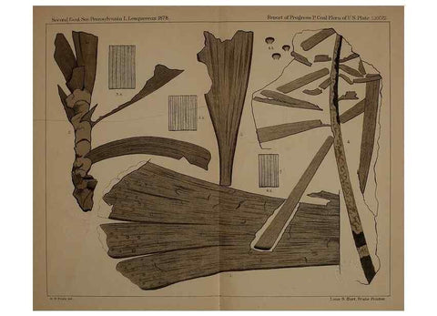 Reproducción/Reproduction 21487509894: Description of the coal flora of the Carboniferous formation in Pennsylvania and throughout the United States .... Harrisburg,Board of Commissioners for the Second Geological Survey,1879-84.