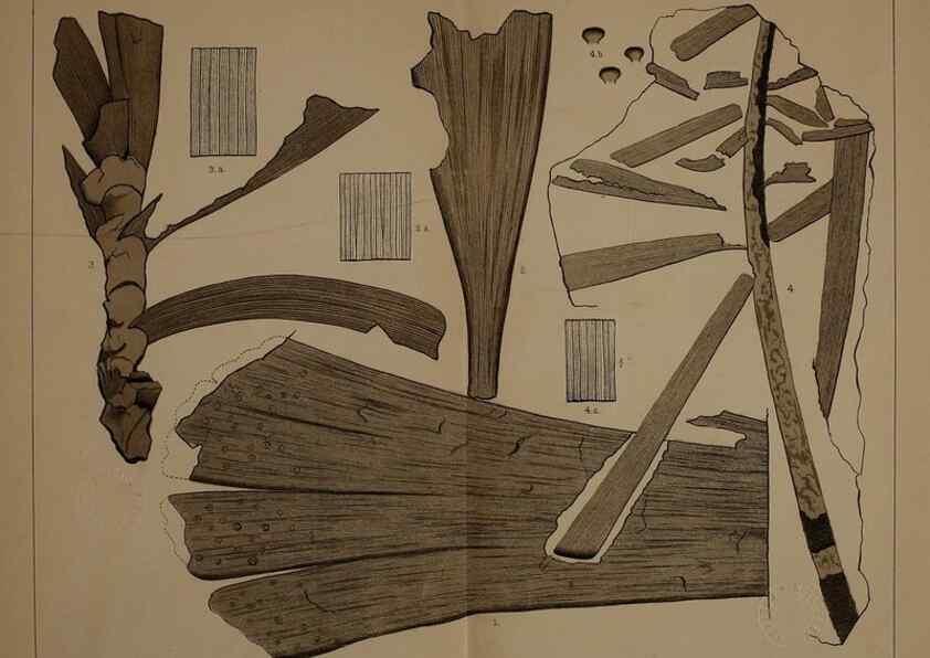 Reproducción/Reproduction 21487509894: Description of the coal flora of the Carboniferous formation in Pennsylvania and throughout the United States .... Harrisburg,Board of Commissioners for the Second Geological Survey,1879-84.