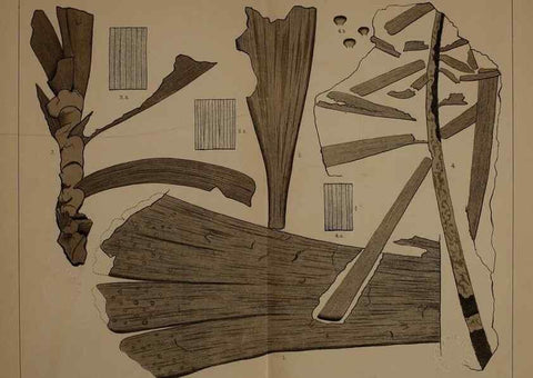 Reproducción/Reproduction 21487509894: Description of the coal flora of the Carboniferous formation in Pennsylvania and throughout the United States .... Harrisburg,Board of Commissioners for the Second Geological Survey,1879-84.
