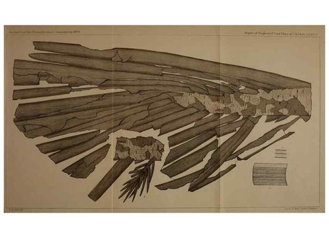 Reproducción/Reproduction 22097804342: Description of the coal flora of the Carboniferous formation in Pennsylvania and throughout the United States .... Harrisburg,Board of Commissioners for the Second Geological Survey,1879-84.