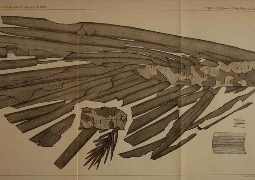 Reproducción/Reproduction 22097804342: Description of the coal flora of the Carboniferous formation in Pennsylvania and throughout the United States .... Harrisburg,Board of Commissioners for the Second Geological Survey,1879-84.