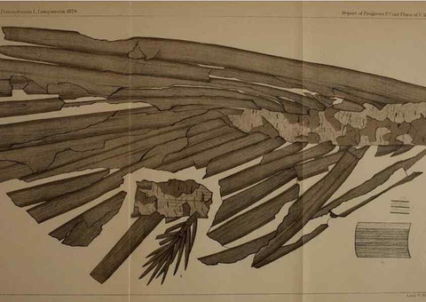 Reproducción/Reproduction 22097804342: Description of the coal flora of the Carboniferous formation in Pennsylvania and throughout the United States .... Harrisburg,Board of Commissioners for the Second Geological Survey,1879-84.