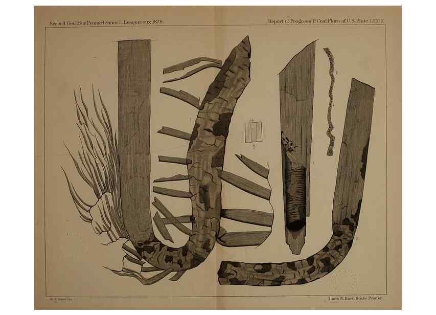 Reproducción/Reproduction 21922163910: Description of the coal flora of the Carboniferous formation in Pennsylvania and throughout the United States .... Harrisburg,Board of Commissioners for the Second Geological Survey,1879-84.