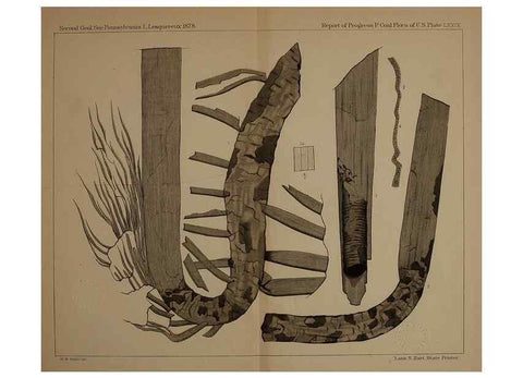 Reproducción/Reproduction 21922163910: Description of the coal flora of the Carboniferous formation in Pennsylvania and throughout the United States .... Harrisburg,Board of Commissioners for the Second Geological Survey,1879-84.