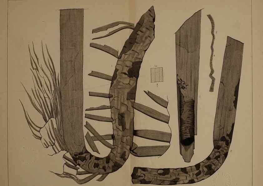 Reproducción/Reproduction 21922163910: Description of the coal flora of the Carboniferous formation in Pennsylvania and throughout the United States .... Harrisburg,Board of Commissioners for the Second Geological Survey,1879-84.