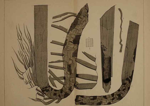 Reproducción/Reproduction 21922163910: Description of the coal flora of the Carboniferous formation in Pennsylvania and throughout the United States .... Harrisburg,Board of Commissioners for the Second Geological Survey,1879-84.