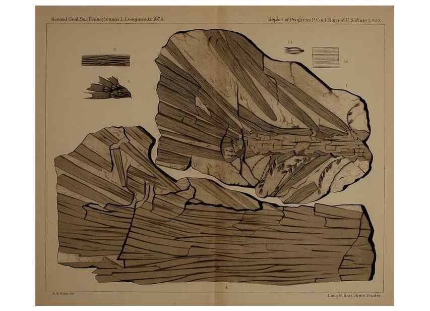 Reproducción/Reproduction 21487526704: Description of the coal flora of the Carboniferous formation in Pennsylvania and throughout the United States .... Harrisburg,Board of Commissioners for the Second Geological Survey,1879-84.