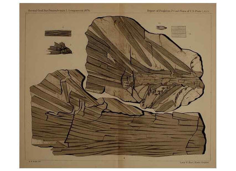 Reproducción/Reproduction 21487526704: Description of the coal flora of the Carboniferous formation in Pennsylvania and throughout the United States .... Harrisburg,Board of Commissioners for the Second Geological Survey,1879-84.
