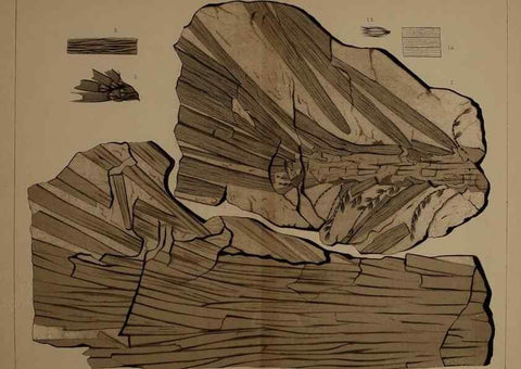 Reproducción/Reproduction 21487526704: Description of the coal flora of the Carboniferous formation in Pennsylvania and throughout the United States .... Harrisburg,Board of Commissioners for the Second Geological Survey,1879-84.