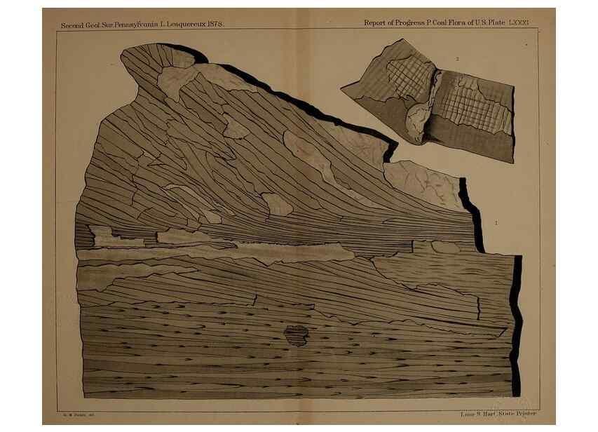 Reproducción/Reproduction 22110364905: Description of the coal flora of the Carboniferous formation in Pennsylvania and throughout the United States .... Harrisburg,Board of Commissioners for the Second Geological Survey,1879-84.