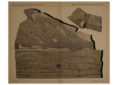 Reproducción/Reproduction 22110364905: Description of the coal flora of the Carboniferous formation in Pennsylvania and throughout the United States .... Harrisburg,Board of Commissioners for the Second Geological Survey,1879-84.