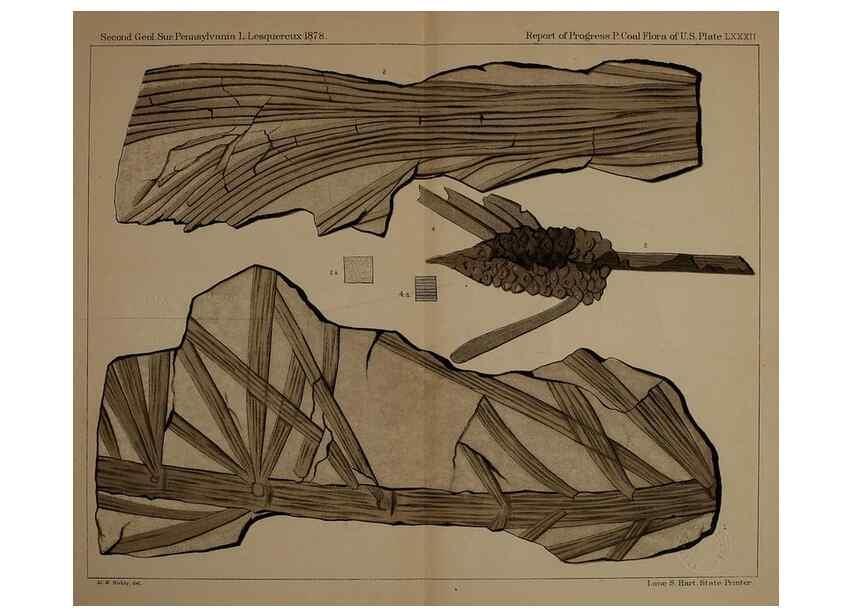Reproducción/Reproduction 22110367195: Description of the coal flora of the Carboniferous formation in Pennsylvania and throughout the United States .... Harrisburg,Board of Commissioners for the Second Geological Survey,1879-84.